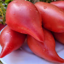 Sultan Pink Shoes Tomato