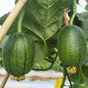 Taifeng No. 1 Apple Luffa, 8 Seeds