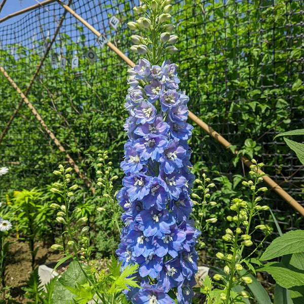 Blue Grandiflora Delphinium, 200 Seeds
