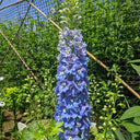 Blue Grandiflora Delphinium, 200 Seeds