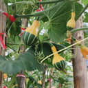 Little Rascal Gourd Seeds, 2g