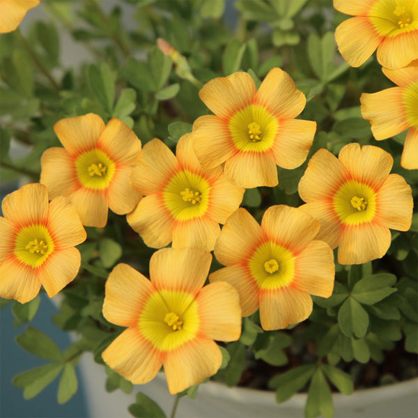Oxalis obtusa Series Bulb - 'Orange Cat', 10 Bulbs