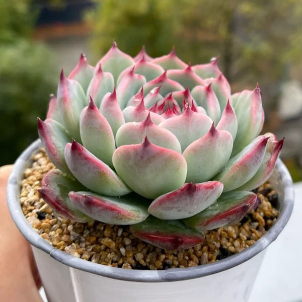 Echeveria chihuahuaensis, 3pcs x 1-head