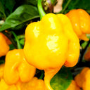 Yellow Carolina Reaper Pepper, 5 Seeds