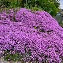 Creeping Thyme, 100 Seeds