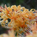 Lycoris 'Sweet Orange', 1 Bulb