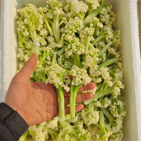 Sweet & Crisp Sprouting Cauliflower No.1 Hybrid Seeds, 30 Seeds