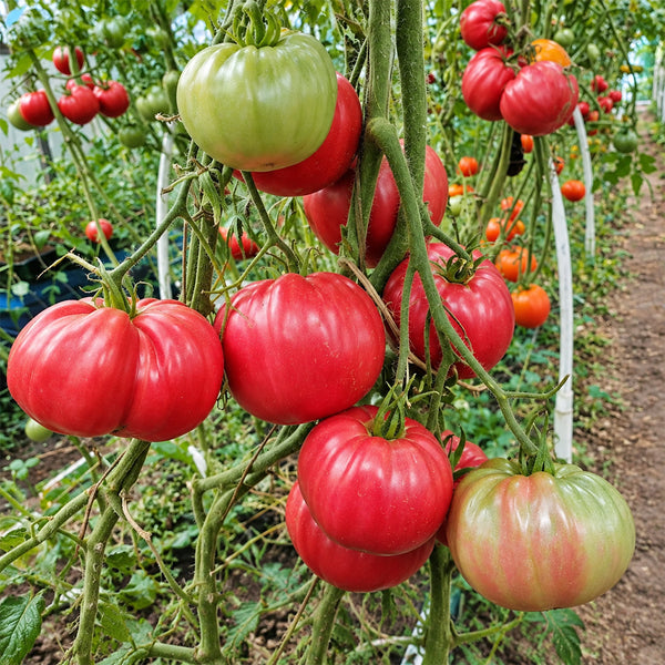 137 AH Scorpii Tomato, 5 Seeds
