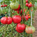 137 AH Scorpii Tomato, 5 Seeds