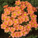 Oxalis obtusa Series Bulb - 'Sunglow 2.0', 10 Bulbs