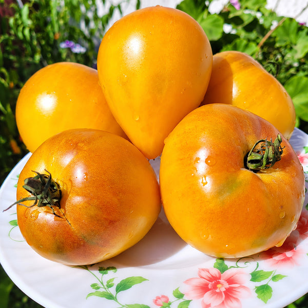 555 VT16 Bicolor Tomato, 5 Seeds