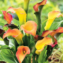 'Rialto' Calla Lily, 18/20cm Circumference, 1 Bulb