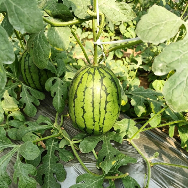 Double-Color Rainbow Watermelon, 20 Seeds