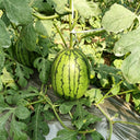 Double-Color Rainbow Watermelon, 20 Seeds
