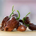 Chocolate Habanero, 5 Seeds