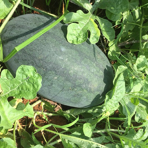 'Midnight Emperor' Black Beauty Watermelon Seeds, 10 Seeds