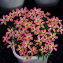 Oxalis Candy Box Series - 'Cherry', 2 Bulbs