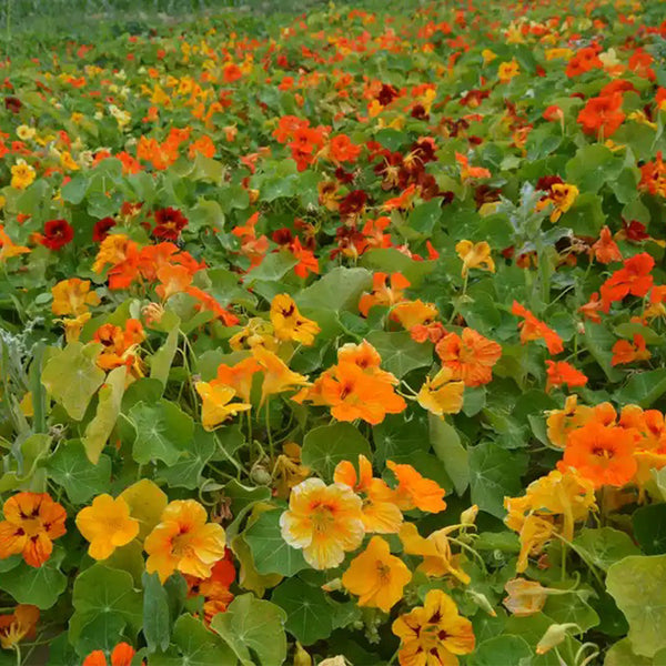 Aurora Nasturtium Mix Seeds, 50 Seeds