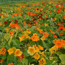 Aurora Nasturtium Mix Seeds, 50 Seeds