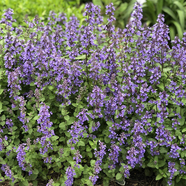 Mussin's Catmint, 10 Seeds