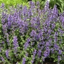 Mussin's Catmint, 10 Seeds