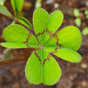 Oxalis deppei 'Mexico BotKA G4', 10 Bulbs