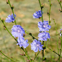 Coffee Chicory, 1000 Seeds