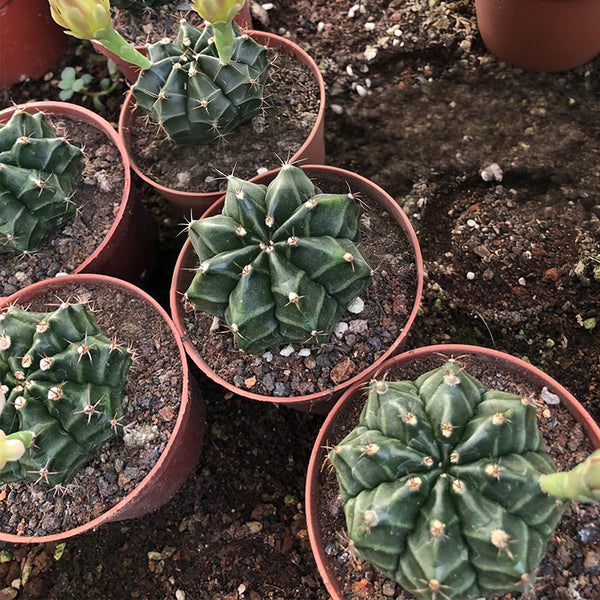 Gymnocalycium mihanovichii var. filadelfiense, 3-4cm