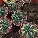 Gymnocalycium mihanovichii var. filadelfiense, 3-4cm
