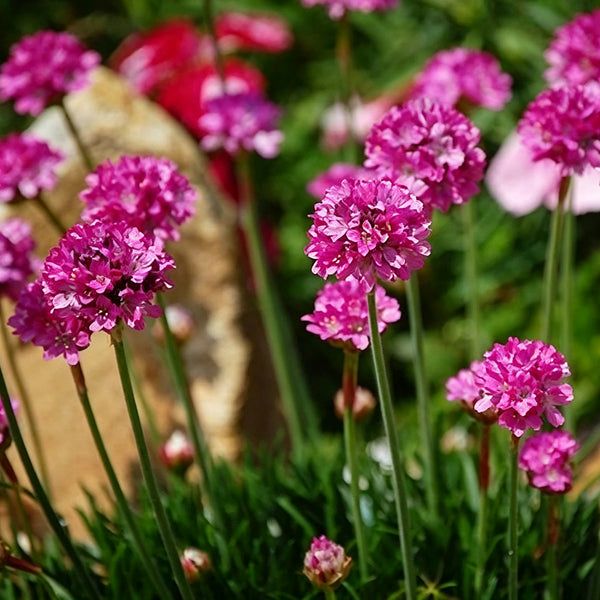 Sea Thrift Armeria Maritima, 10 Seeds