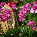 Sea Thrift Armeria Maritima, 10 Seeds