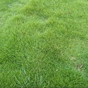 Purple Sheep Fescue Seeds, 50 Grams ≈ 60000 Seeds