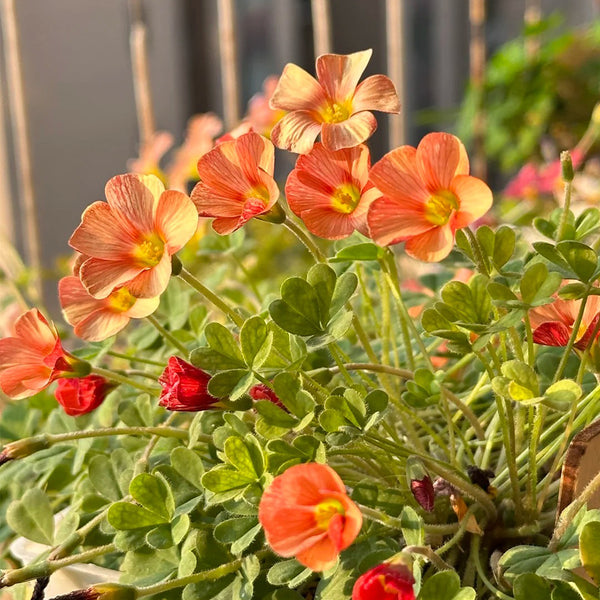 Oxalis versicolor 'Cherry Cream', 5 Bulbs