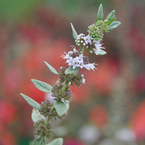 Apple Mint, 1000 Seeds