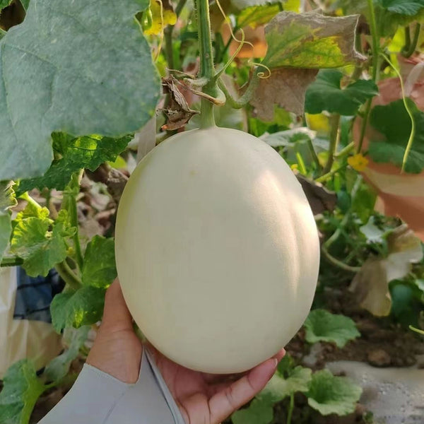 Super Sweet White Jade No.2 Melon Seeds, 10g