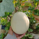 Super Sweet White Jade No.2 Melon Seeds, 10g