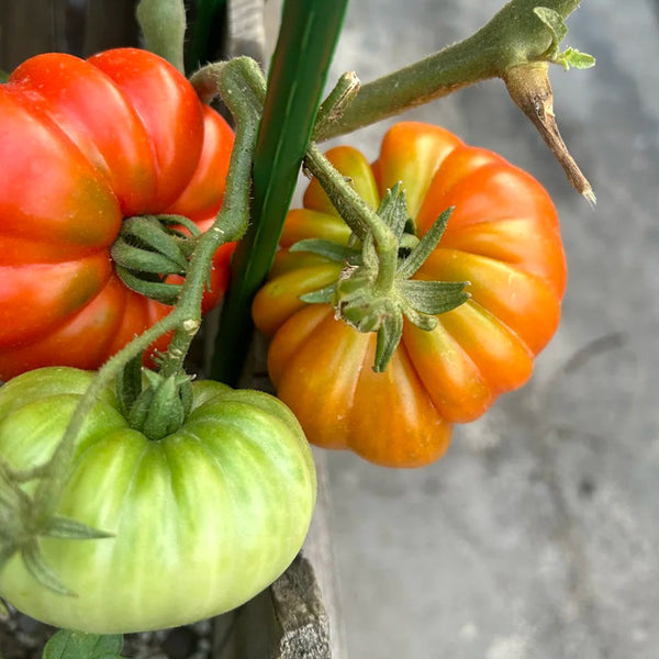Classic Beefsteak Tomato,  10 Seeds