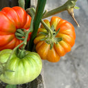 Classic Beefsteak Tomato,  10 Seeds