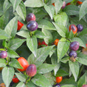 Pearl Multicolored Pepper Seeds, 100 Seeds