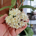 Hoya carnosa 'White Phoenix', 1 Cutting