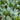 U2220 Turquoise Lachenalia Bulbs, 0.43-0.51 in (1.1-1.3 cm), 2 Bulbs
