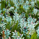 U2220 Turquoise Lachenalia Bulbs, 0.43-0.51 in (1.1-1.3 cm), 2 Bulbs