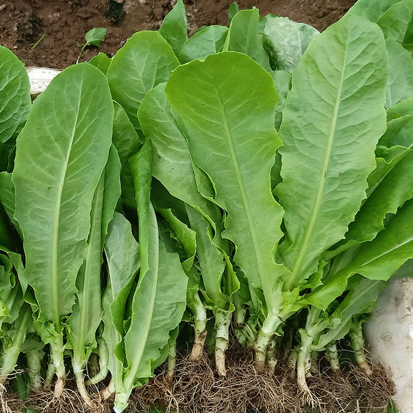 Agricultural Research Round-Leaf Lettuce Seeds, 10g