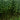 Jute (Corchorus capsularis L.), 100 Seeds