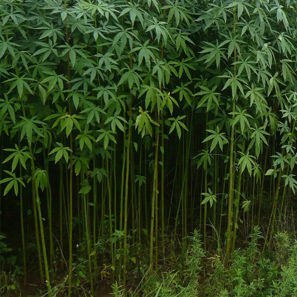 Jute (Corchorus capsularis L.), 100 Seeds