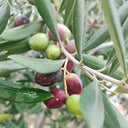 Olive Tree, 20 Seeds
