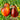 368 Pepper Bronze Pear Tomato, 5 Seeds