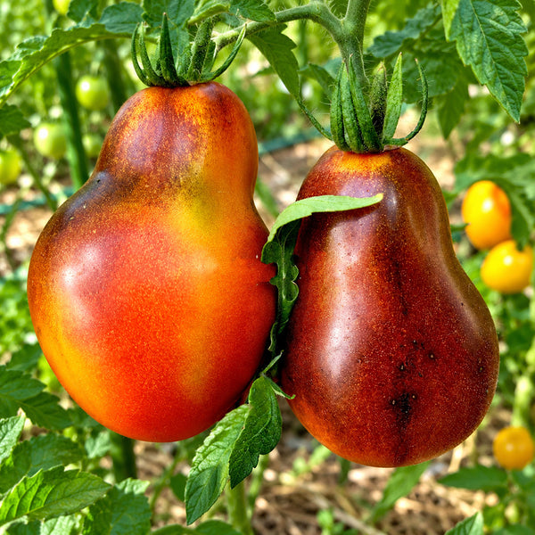 368 Pepper Bronze Pear Tomato, 5 Seeds