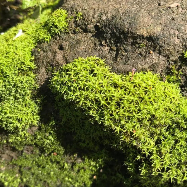 Twisted Moss Seeds, 500 Seeds
