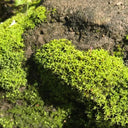 Twisted Moss Seeds, 500 Seeds